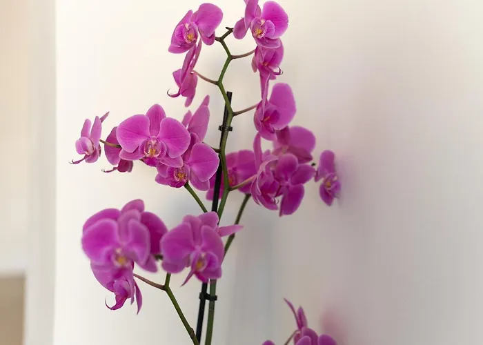 Casita Sunwaves- El 19 De Padre Cueto, Canteras לאס פאלמס דה גראן קנאריה